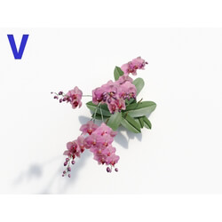 Maxtree-Plants Vol08 Orchid Phalaenopsis Pink 04 