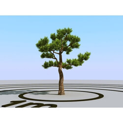 3dMentor HQPlants-02 (131) bonsai pine 