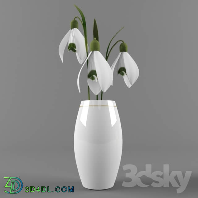 Plant - Snowdrops