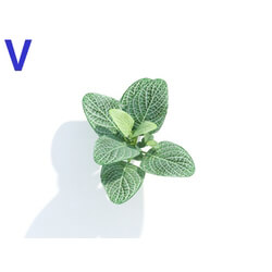 Maxtree-Plants Vol04 Fittonia albivenis 05 
