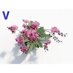 Maxtree-Plants Vol08 Orchid Phalaenopsis Pink 05 