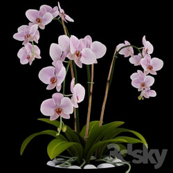 Plant - Orchid 