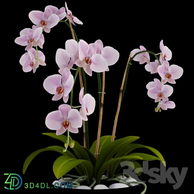 Plant - Orchid