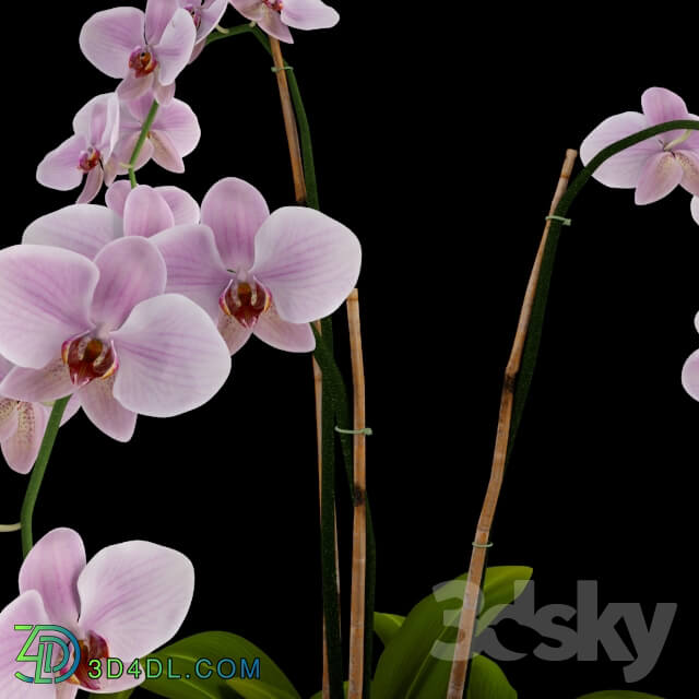 Plant - Orchid