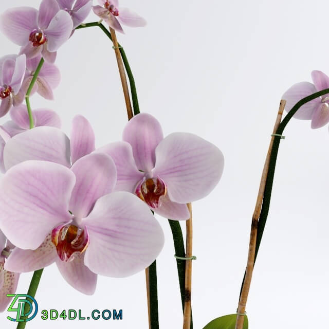 Plant - Orchid