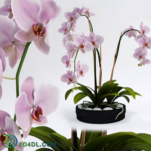 Plant - Orchid