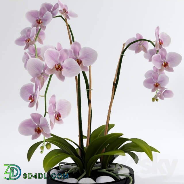 Plant - Orchid