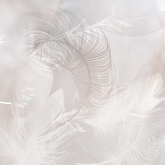 Wall covering - Creativille _ Wallpapers _ Feathers 4000