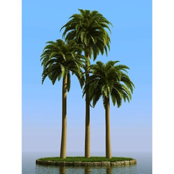 3dMentor HQPalms-03 (09) canary date palm 