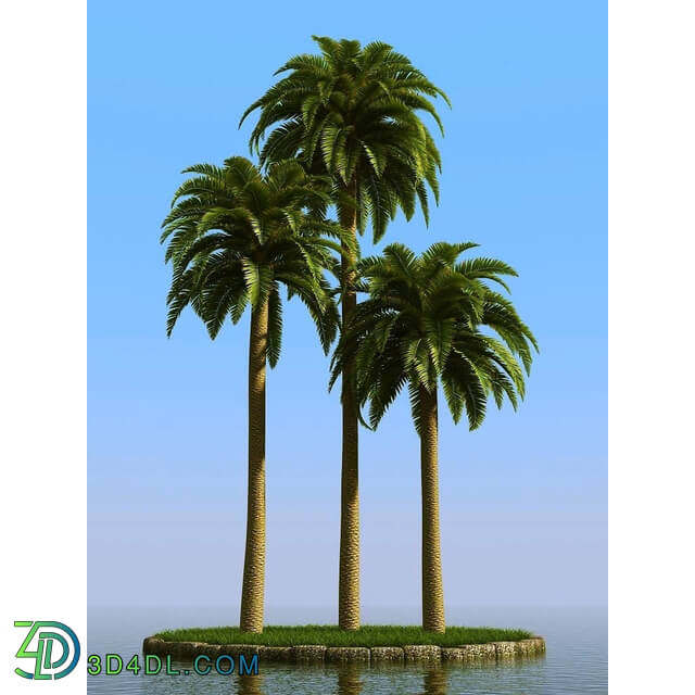 3dMentor HQPalms-03 (09) canary date palm