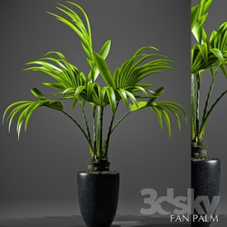 Plant - FAN PALM 52 