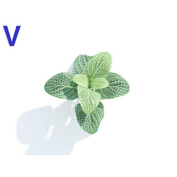 Maxtree-Plants Vol04 Fittonia albivenis 06 