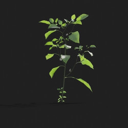 Maxtree-Plants Vol21 Solanum nigrum 01 02 