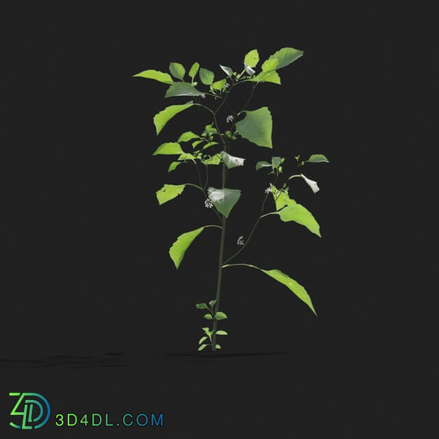 Maxtree-Plants Vol21 Solanum nigrum 01 02
