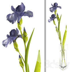 Plant - Irises 