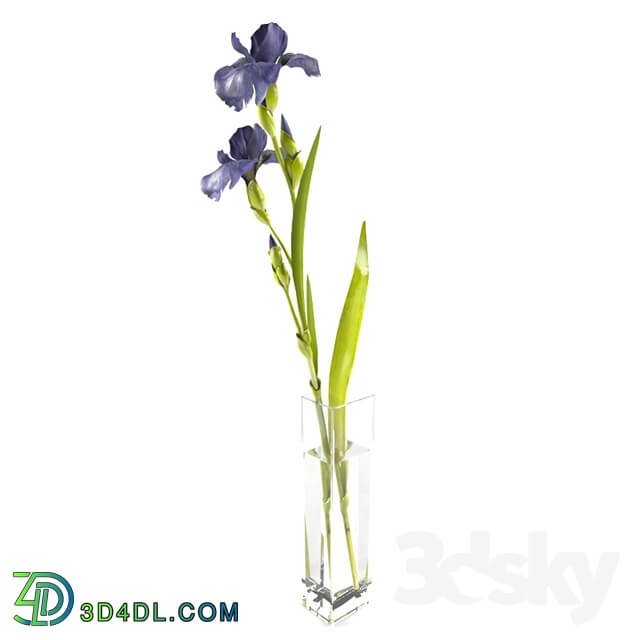 Plant - Irises