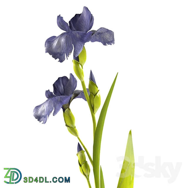 Plant - Irises