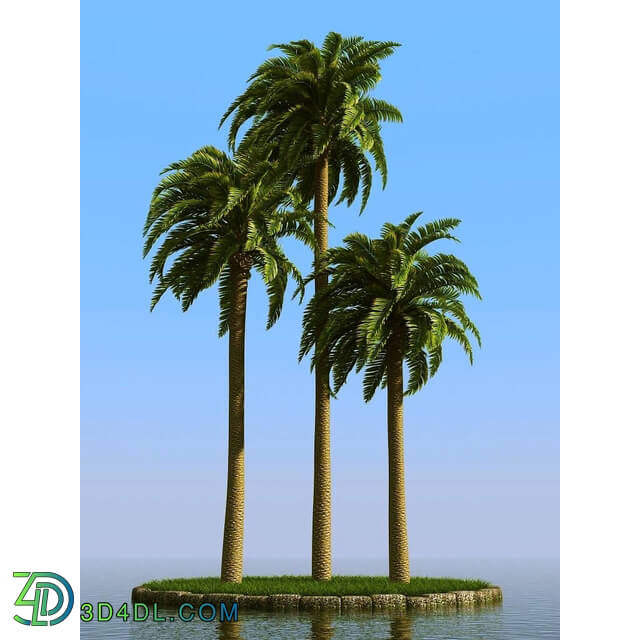 3dMentor HQPalms-03 (10) canary date palm wind