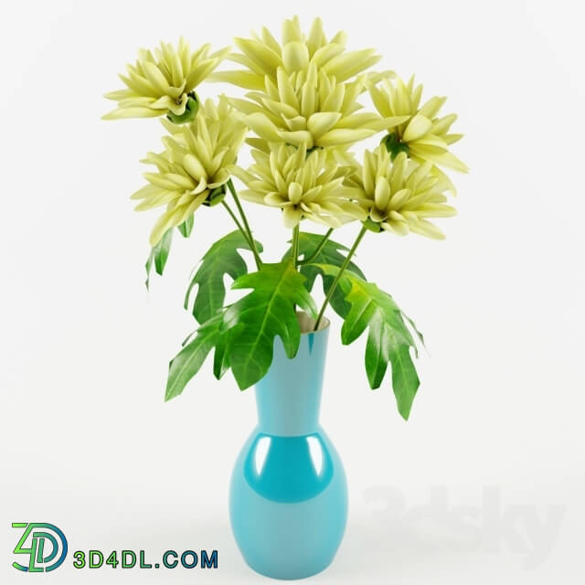 Plant - Chrysanthemums