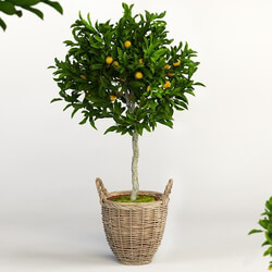 Plant - Lemon Tree 
