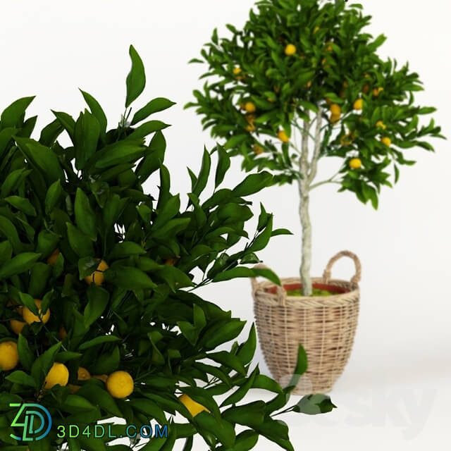 Plant - Lemon Tree
