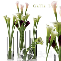 Plant - CALLA LILY 2 