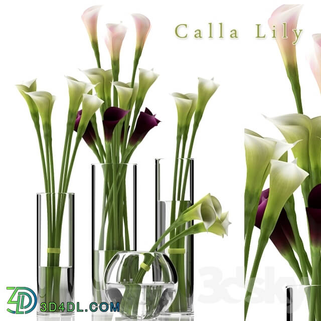 Plant - CALLA LILY 2