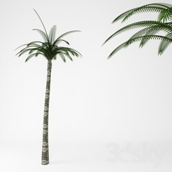 Plant - Palms 