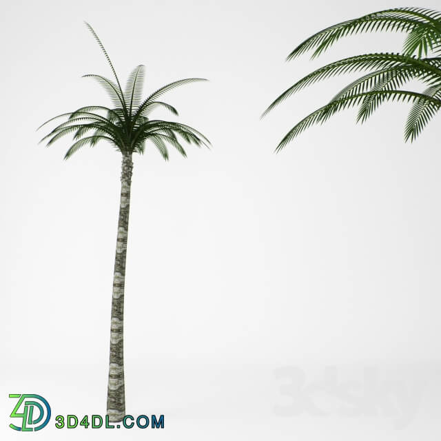 Plant - Palms
