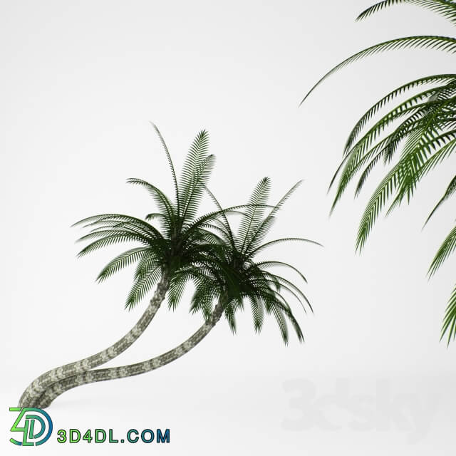 Plant - Palms
