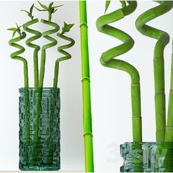 Plant - Home bamboo 