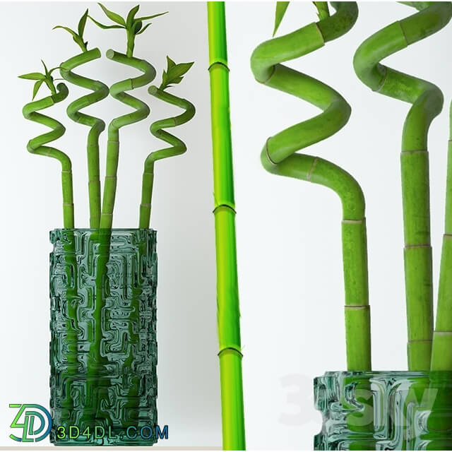 Plant - Home bamboo