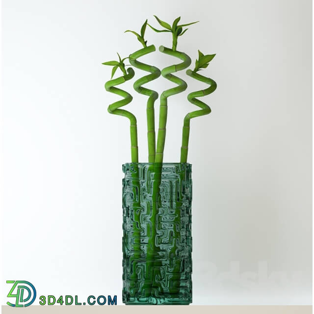 Plant - Home bamboo