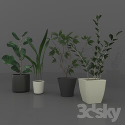 Indoor - Indoor_Plant_ Sina Model 