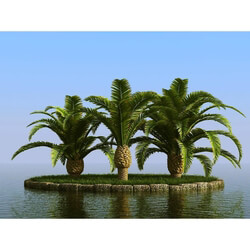 3dMentor HQPalms-03 (11) canary date palm 
