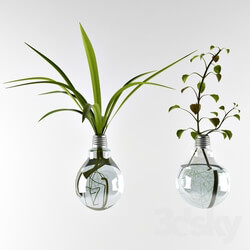 Plant - Plants in lamps 