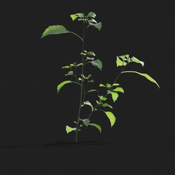 Maxtree-Plants Vol21 Solanum nigrum 01 04 