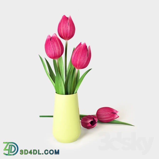 Plant - tulips