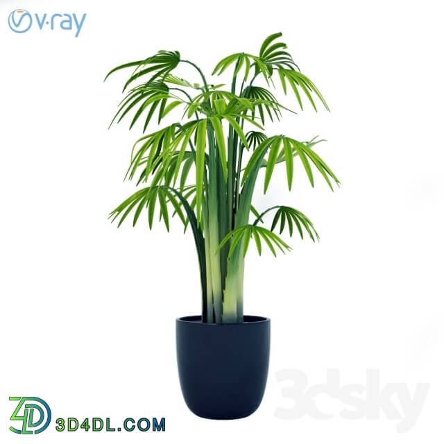 Plant - PALM PLANTS