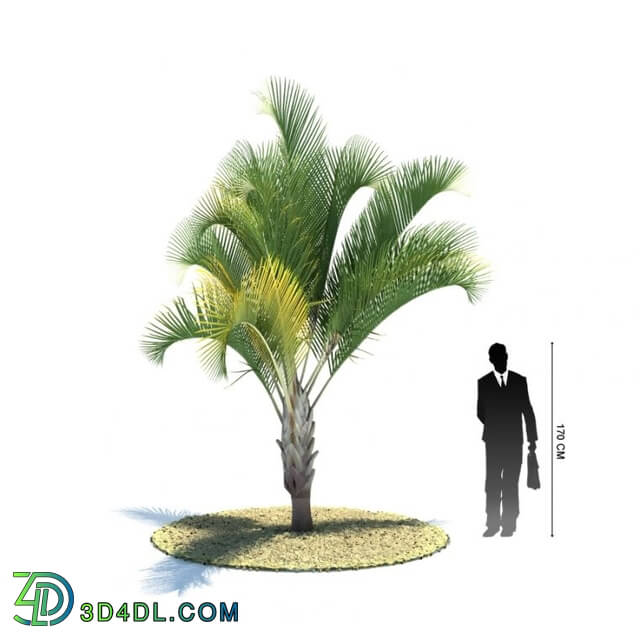 ArchModels Vol85 (017) Dypsis decaryi