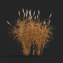 Maxtree-Plants Vol20 Miscanthus purpurascens 01 08 