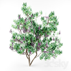 Plant - Lilac 