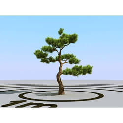 3dMentor HQPlants-02 (136) bonsai pine 