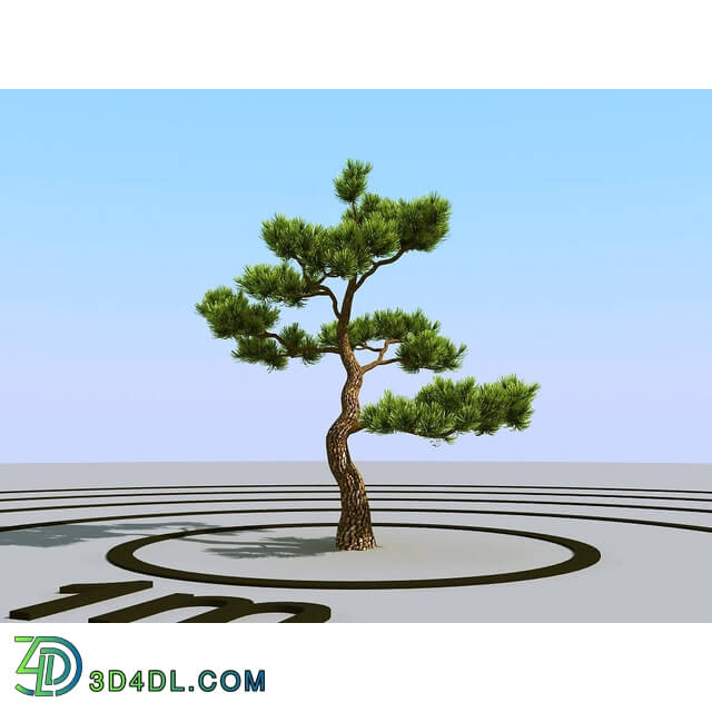 3dMentor HQPlants-02 (136) bonsai pine