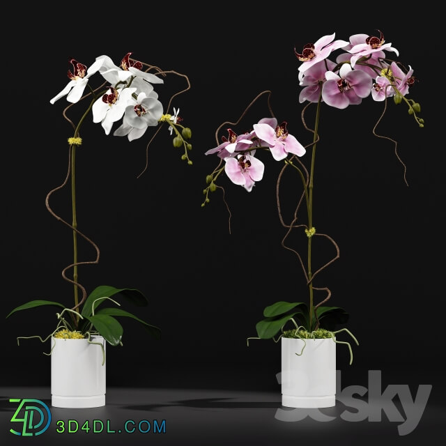Plant - Orchid 8