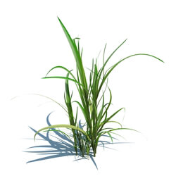 ArchModels Vol124 (067) simple grass v1 