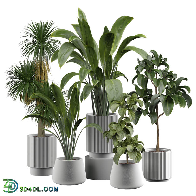 indoor Plant 399