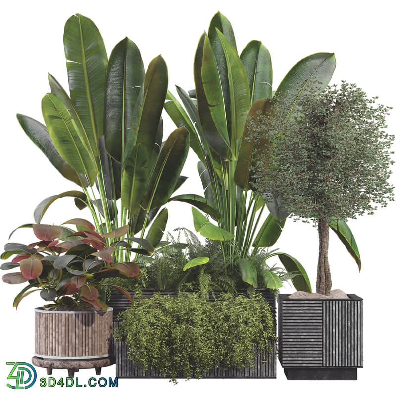 Indoor Plant Set 01